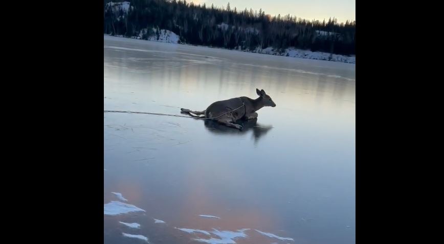 Click to play video: 'Two friends rescue deer near the lake near Kenora'