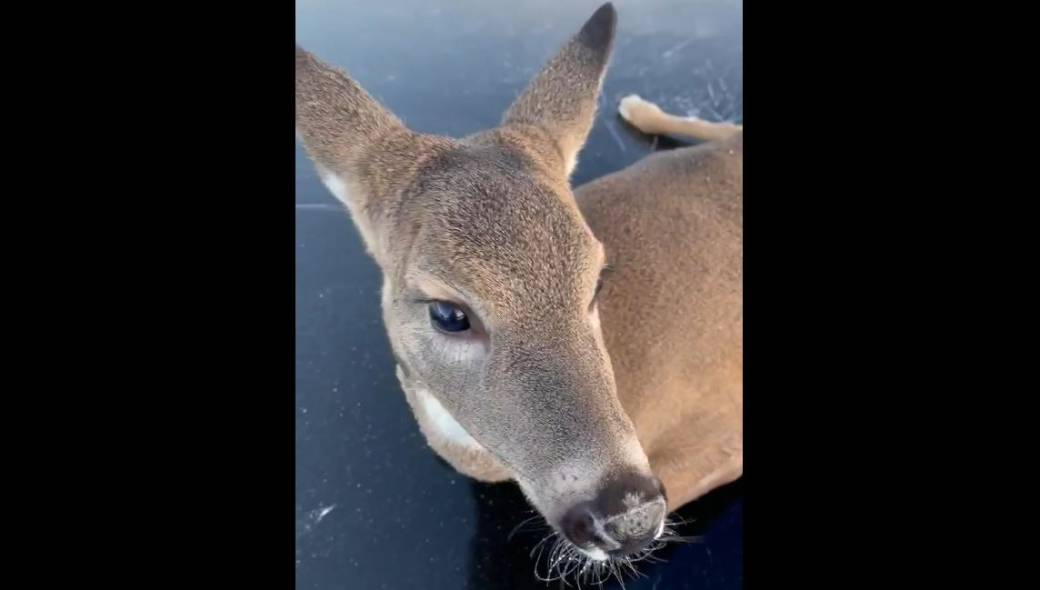 Click to play video: 'A couple of friends find a stranded deer in the lake near Kenora'