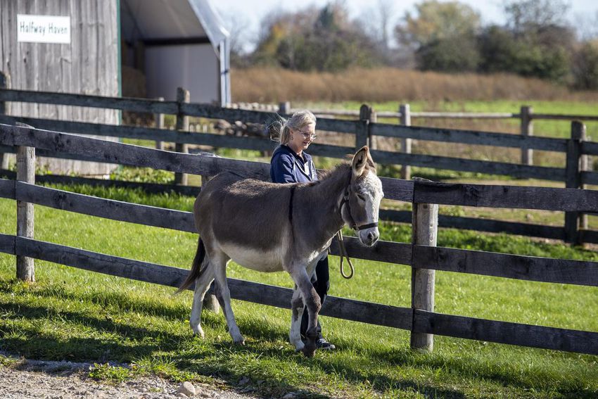 Janine Holman takes a walk with Splint at the Donkey Sanctuary of Canada in Puslinch, Ontario.