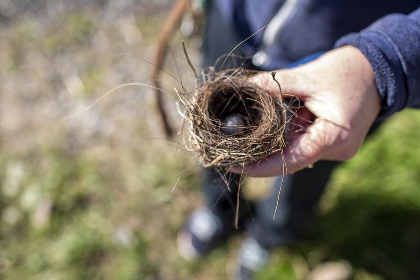 A nest made of donkey and mule hair fell from a tree in the sanctuary.