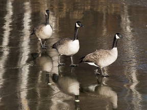 Canada geese walk on the frozen lake as the weather cools at Hawrelak Park on Sunday, Oct. 31, 2021, in Edmonton.  Greg Southam-Postmedia