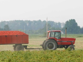 A farm tractor pulls a load of tomatoes near Leamington in this 2008 file photo.