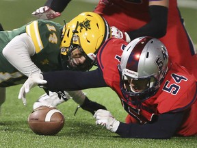 WINDSOR, ONTARIO.  NOVEMBER 20, 2021 - Marcus Cooper, left, of St. Clair College Fratmen and Toby Gbobaniyi of the London Beefeaters fight for a fumble on Saturday, November 20, 2021, at Acumen Stadium in Windsor.