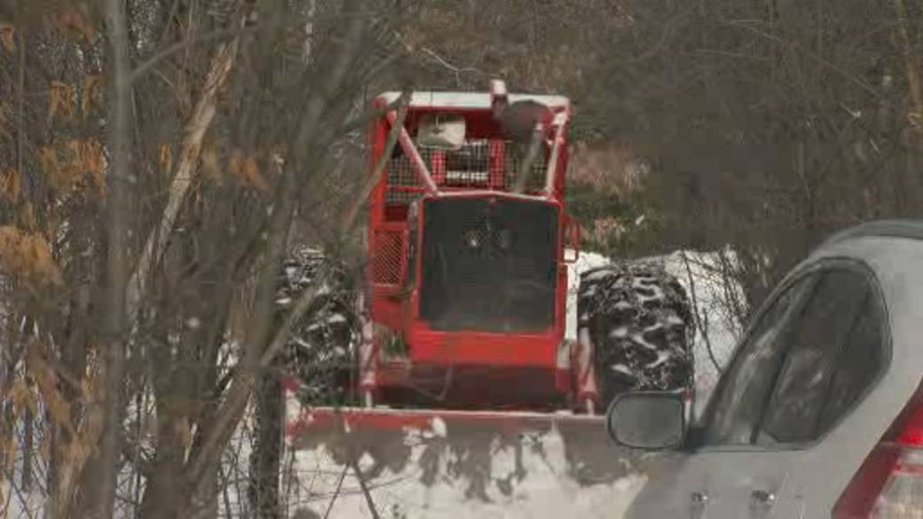 Click to play video: 'Île-Perrot residents want municipal government to stop clearing of the white oak forest'