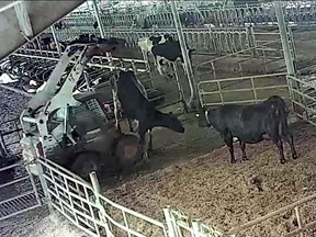 Screenshot of a video posted by the animal law advocacy organization Animal Justice.  The group says the images were received from an anonymous source and were taken at Cedar Valley Farms in Abbotsford.  Postmedia has not been able to verify where the video was shot.