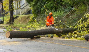 A tree fell on East 12th Avenue between Fraser and Kingsway when flooding and wind caused significant damage to the Lower Mainland.