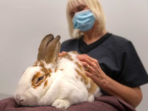 A rabbit named Eckhart takes a break under the care of Sherry Leclaire from the Humane Society of Windsor-Essex County.  Photographed on November 26, 2021.