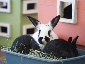 Domesticated rabbits eat hay at a shelter in Vancouver in this 2018 file photo.