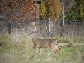 A dollar is seen behind some homes in the Spring Garden Natural Area, part of the Ojibway Prairie Complex, on Thursday, Nov. 18, 2021.