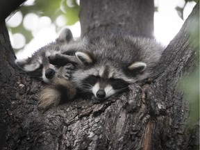 Raccoons, like these photographed in Villeray, are common in Montreal. 