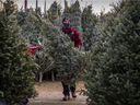 Christmas tree vendor Guillaume Dubuc at Montreal's Atwater Market on Sunday, Nov. 29, 2020.