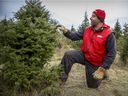 Phil Quinn with Christmas trees at his Quinn Farm in Notre-Dame-de-Lîle-Perrot, west of Montreal.  (John Mahoney / MONTREAL GAZETTE)