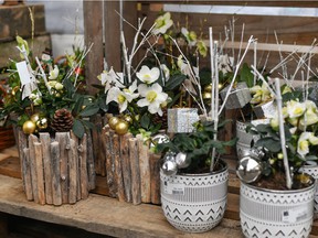 Many Christmas-themed variety baskets contain a mix of tropical foliage and flowering plants.