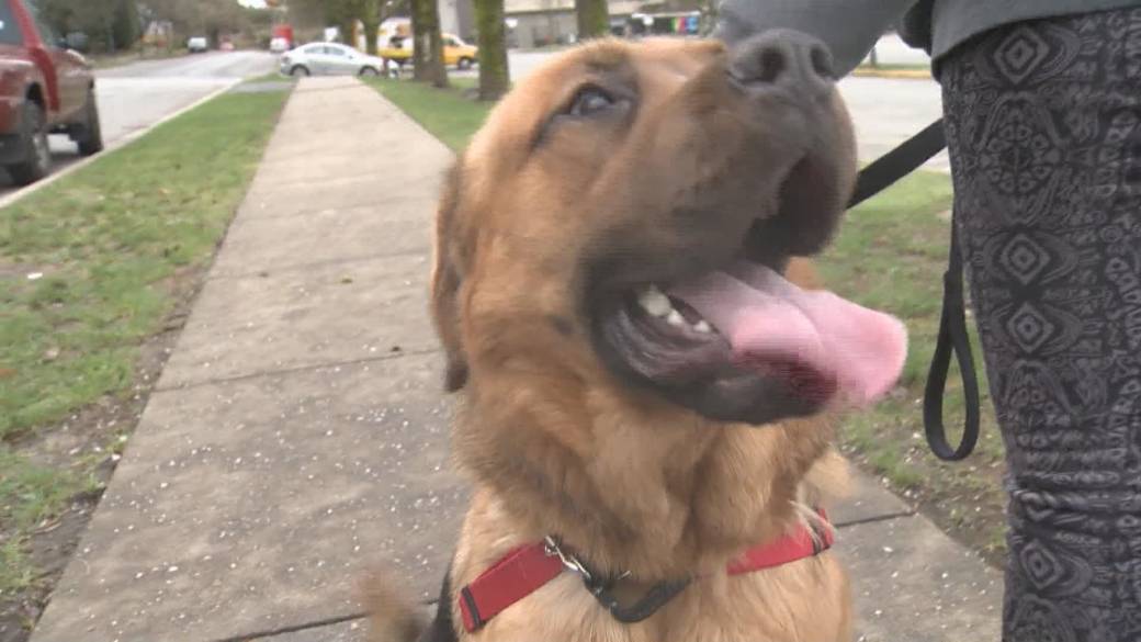 Click to play video: 'Mysterious dog found roaming the flooded Sumas meadow'