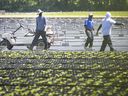 Migrant workers work in the fields of a farm in Kingsville, June 17, 2020.
