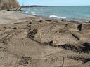 The Department of Fisheries and Oceans, in partnership with the Essex Region Conservation Authority and the City of Leamington, moved nearly 10,000 cubic meters of dredged sand from Wheatley Harbor to the Hillman Marsh South Beach area, where strong storms have devastated the coast. 