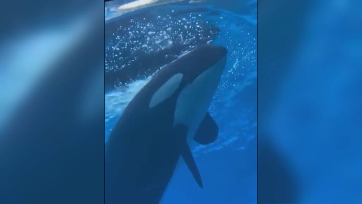 Click to play video: 'Animal Activist Breaks Killer Whale Rescue Efforts in Marineland'