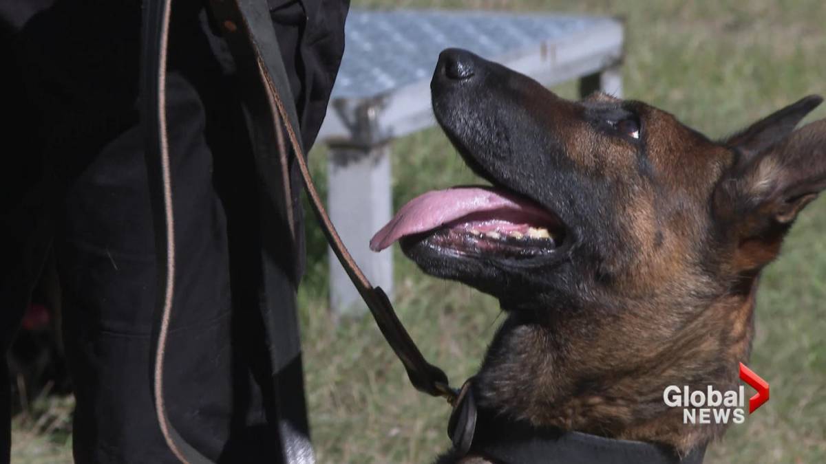 Click to play video: 'Lethbridge Veteran Police Dog Passes Torch to Pair of Rookie Puppies'