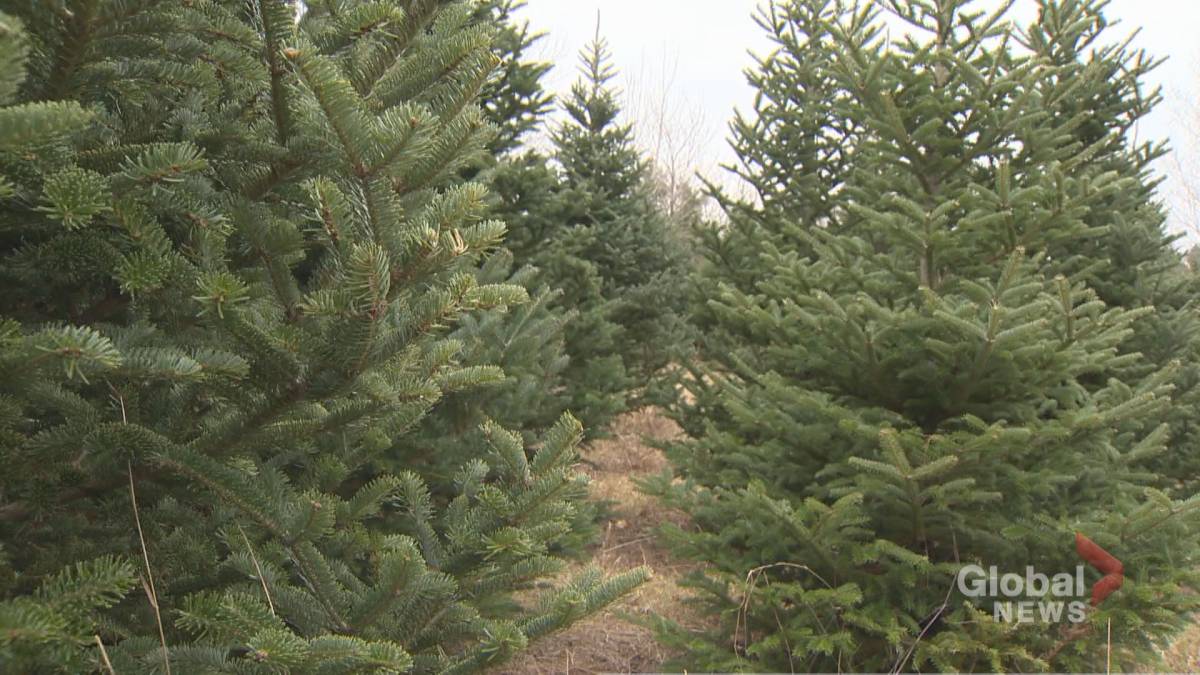 Click to Play Video: 'Canada Faces Christmas Tree Shortage Before the Holidays'