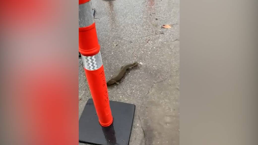 Click to play video: 'BC Floods: Salmon seen swimming in a flooded street in Surrey'