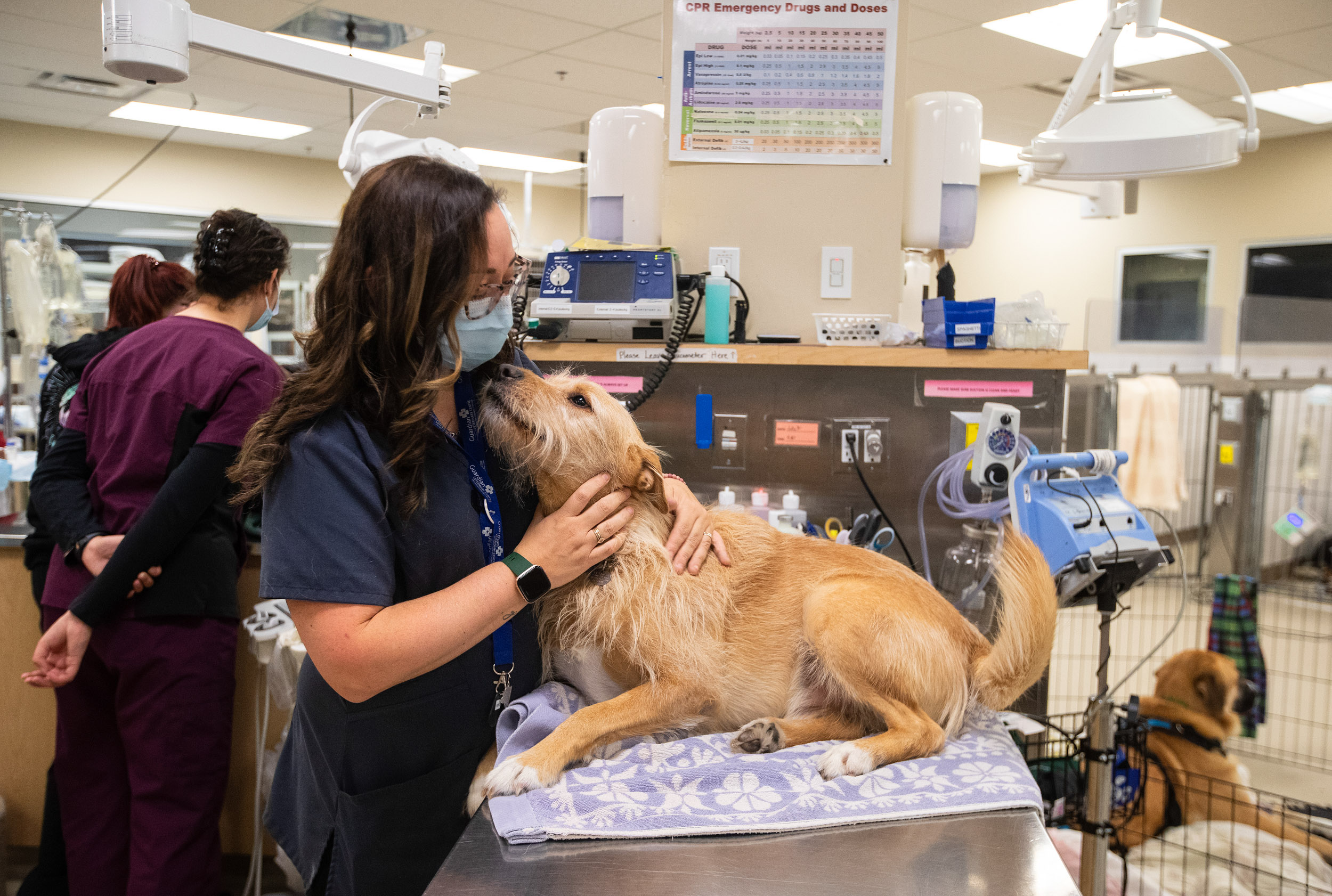 Simon at work: Demand for veterinary services skyrocketed during the pandemic, but supply is flat (Photo by Jason Franson)