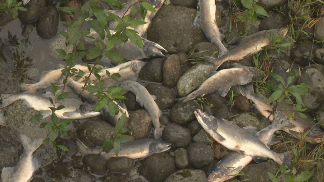 Click to Play Video: 'BC Hydro Questioned After Massively Beaching Salmon in Cheakamus River'
