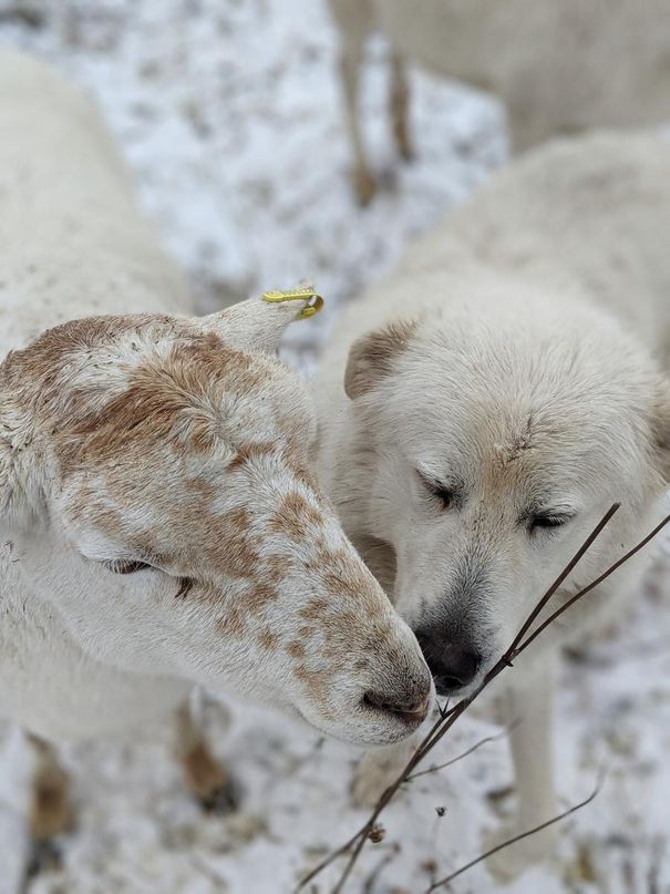 Although not technically part of the job description, Ingrid the Maremma enjoys grooming the faces of her herd of Katahdin sheep.