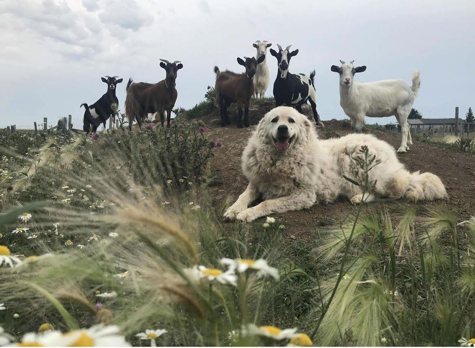 Cass, a 10-year-old Hungarian Kuvasz, keeps her herd safe at Peepabun Farm in Grand Valley, Ontario.