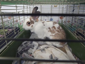 A rabbit is displayed for adoption at The Windsor / Essex County Humane Society on Monday, December 13, 2021.