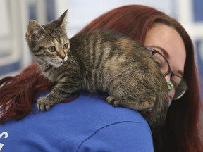 A kitten climbs onto the shoulder of Sarah Zeman, an employee of The Windsor / Essex County Humane Society on Monday, Dec. 13, 2021.