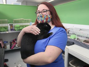 Sarah Zeman, an employee of The Windsor / Essex County Humane Society is shown with one of several rabbits for adoption on Monday, December 13, 2021.