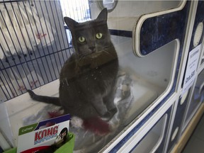 A cat is shown for adoption at The Windsor / Essex County Humane Society on Monday, December 13, 2021.