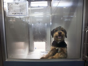 A dog that will soon be up for adoption at The Windsor / Essex County Humane Society is shown with Monday, December 13, 2021.