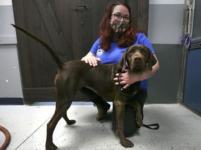 Sarah Zeman, an employee of The Windsor / Essex County Humane Society is shown with Mocha, one of the dogs for adoption on Monday, December 13, 2021.
