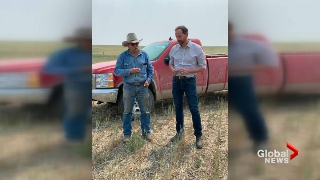 Click to Play Video: 'Saskatchewan NDP Calls for More Help for Farmers, Ranchers Amid Drought Damaging Crops and Livestock'