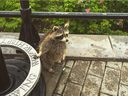 This raccoon was recently seen at Mount Royal in Montreal.