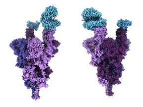 The atomic structure of the Omicron variant peak protein (purple) bound to the human ACE2 receptor (blue).