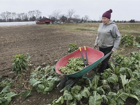 Late harvest.  Lesley Labbe picks Brussels sprouts in "Our agricultural organics" near Cottam on Friday December 10, 2021. I was picking up fresh produce to sell the next day at the downtown Windsor Farmers Market.