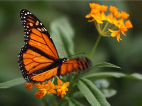 A monarch butterfly lands on a flower at the Insectarium in Montreal in this file photo.