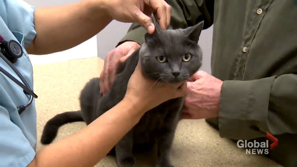 Click to Play Video: 'Calgary Seniors Take Loving Pets to a Free Vet Clinic -' Demand is So High '