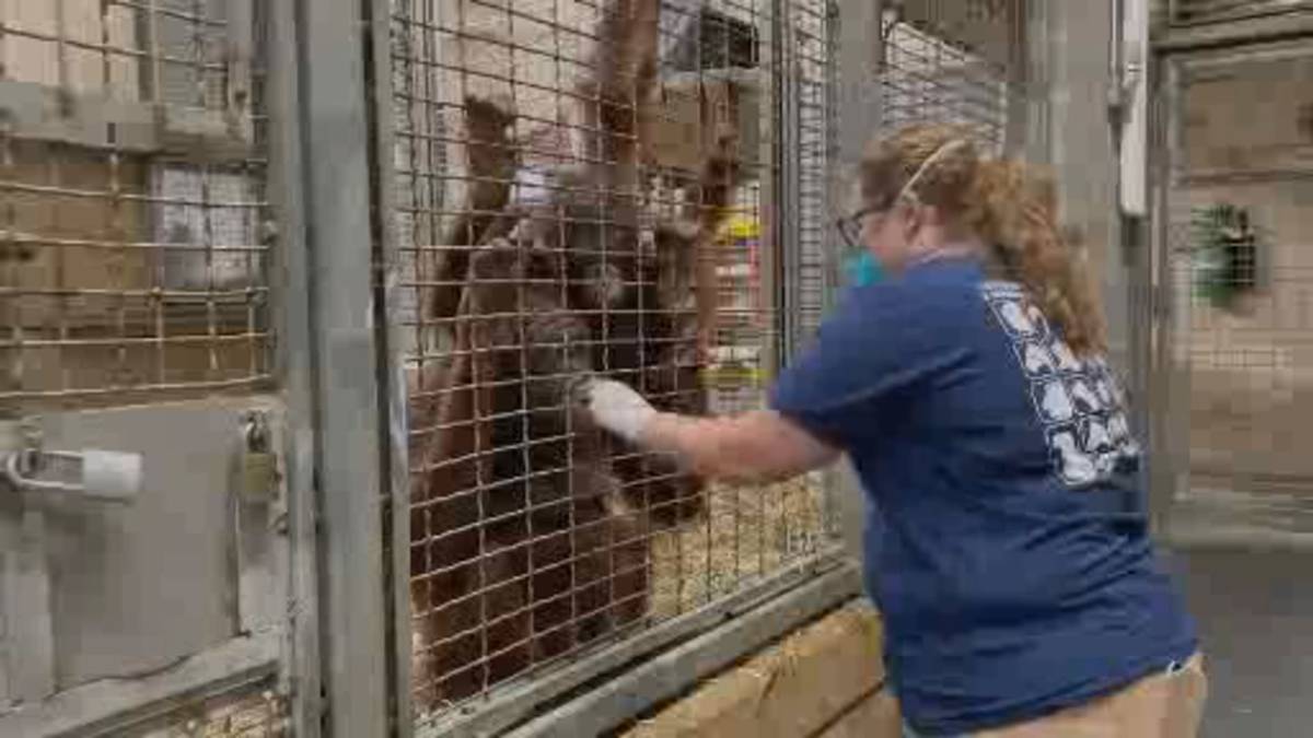Click to Play Video: 'Canadian Zoos Eagerly Awaiting Shipment of COVID-19 Vaccine for Animals'