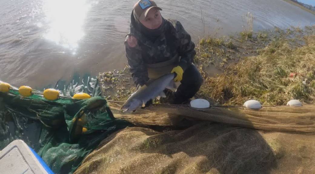 Click to Play Video: 'Spawning Coho Salmon Rescued from Flooded Fraser Valley Fields'