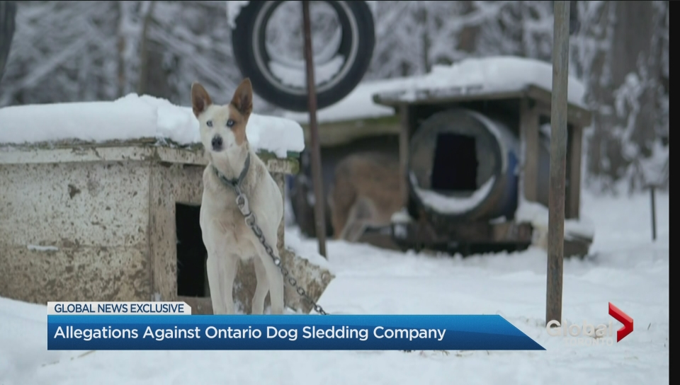 Click to Play Video: 'Ontario Couple Accuses Dog Sled Operation of Animal Cruelty'