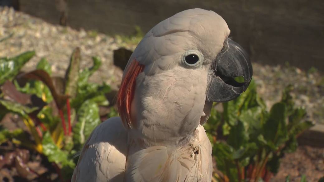 Click to play video: 'After life and death fight, rescued parrot lands loving home'