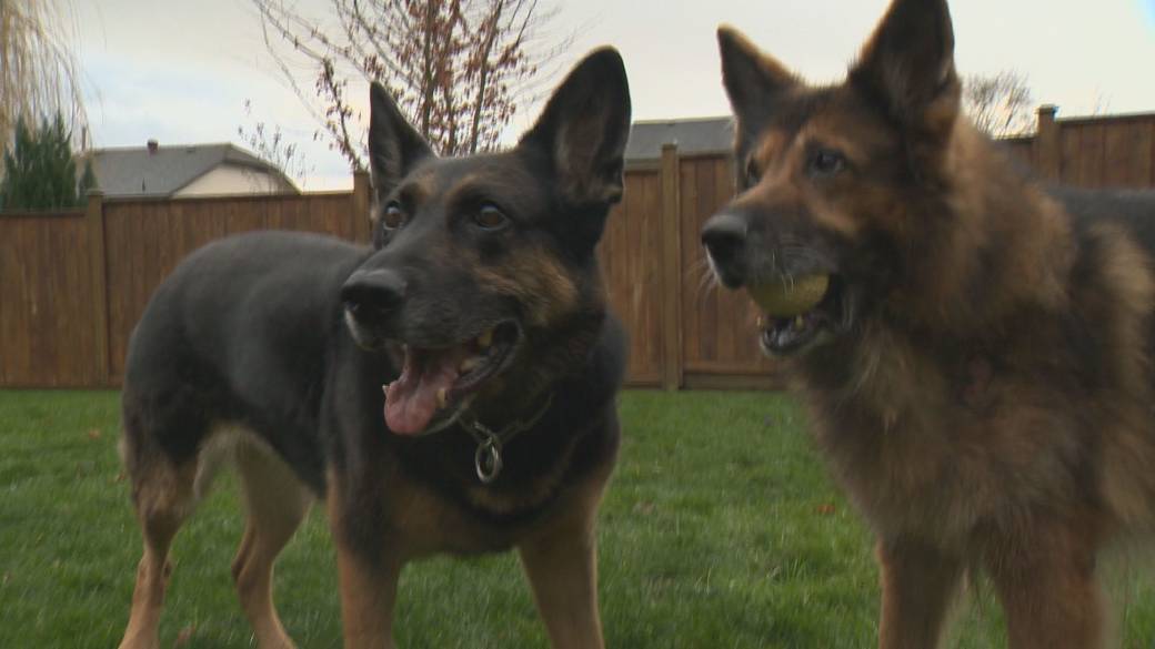 Click to play video: 'This is BC: Caring for Retired Police Service Dogs'