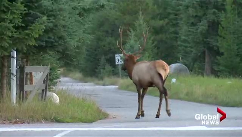 Click to play video: 'NDP's controversial caribou conservation plan'
