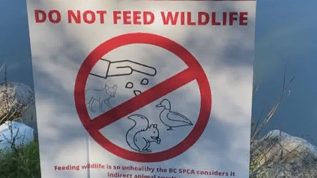Click to play video: 'Feeding wildlife in Vancouver parks could cost you'