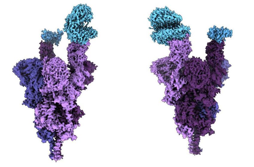 Atomic structure of the variant peak protein Omicron (purple) bound to the human ACE2 receptor (blue).  The growth in the case count seems mind-boggling, but there are other numbers to watch out for to see the severity of the Omicron wave in Ontario.
