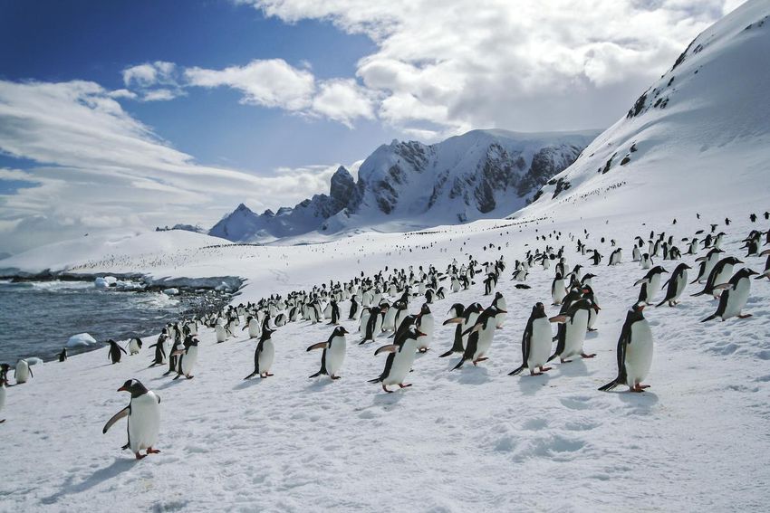 Penguins know a thing or two about traveling on slick surfaces.