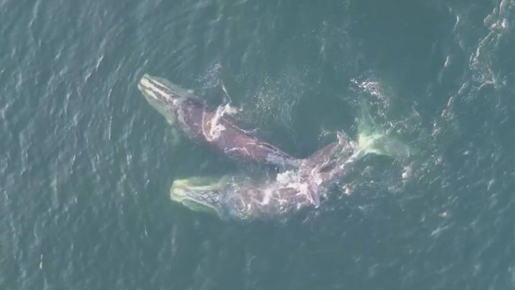 Click to play video: 'New measures to protect North Atlantic right whales'